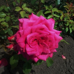 Марітім Maritim