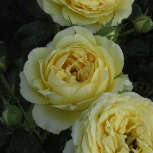 Марселесборг Кастл Marselisborg Castle