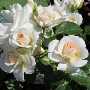 Sirius(Сіріус)