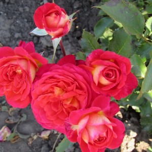 Midsummer(Мідсаммер)