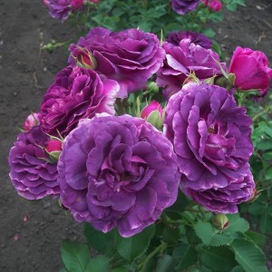 Minerva(Мінерва)