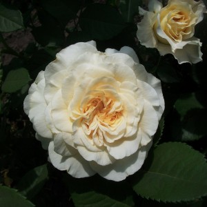 Miss Fine(Міс Файн)