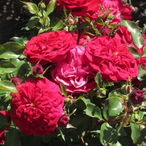 Mona Lisa (Мона Ліза)