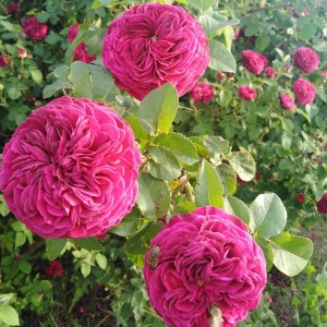 Mortalisatis (Морталісатіс)