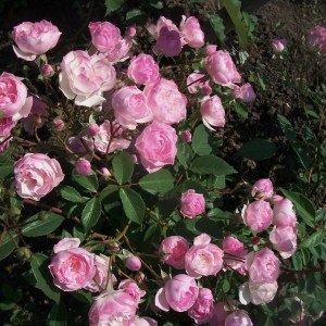 Mozart's Lady (Моцарт Леді)