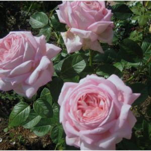 Myriam(Муріам)