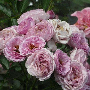 Nautica(Наутіка)