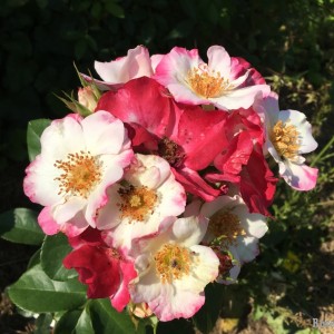 Occhi di Fata(Оккі ді Фата)