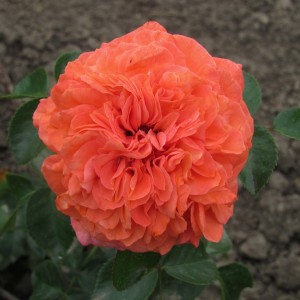 Orangerie(Оренжері)