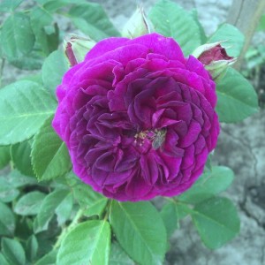 Palais Biron(Палас Бірон )