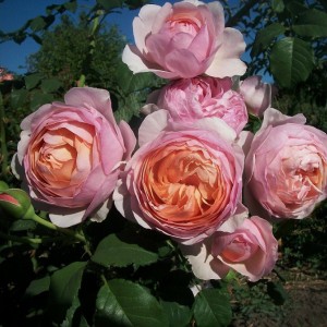 Peter Paul Rubens(Рубенс)