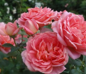 Pink Lady of Shalott(Пінк Леді оф Шалот)