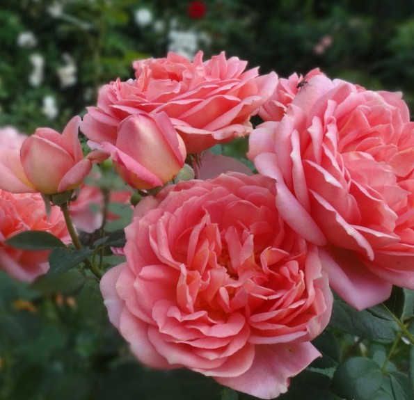 Pink Lady of Shalott(Пінк Леді оф Шарлот)