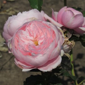 Plume(Плюм)
