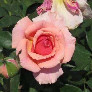 Poesie (Поезія)