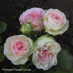 Pompon Flower Circus(Помпон Флаве Циркус)