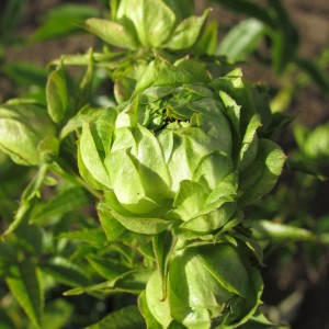 Princess Midori  Принцеса Мідорі