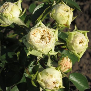 Pronto(Пронто)