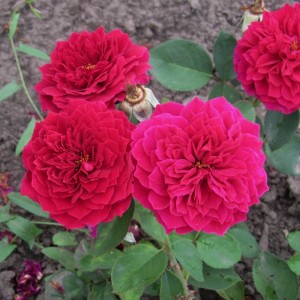 Просперо Prospero