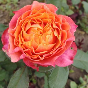  Richmond Park (Річмонд Парк)