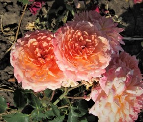 Rose de Gerberoy(Роза де Жерберуа)