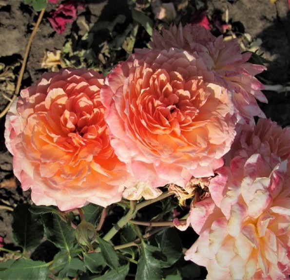 Rose de Gerberoy(Роза де Жерберуа)