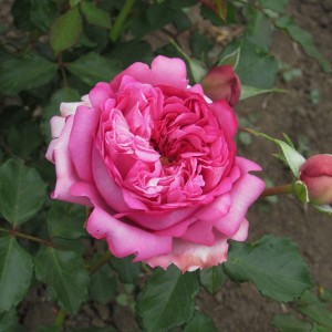 Pompadour(Роза Помпадур)