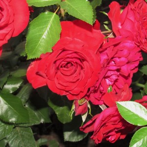 Roter Drache Ротер Драхе