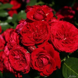 Rotkappchen(Роткепхен)