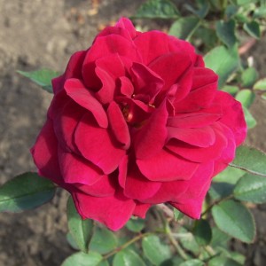 Royal Palace(Роял Палас)