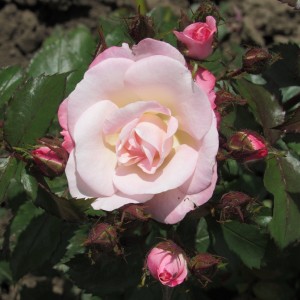 Sakura Gusumi (Сакура Гусум)