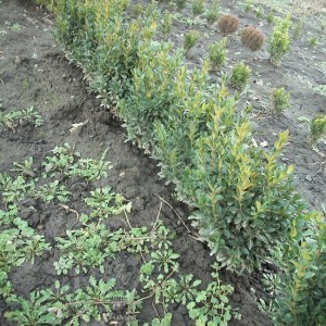 Самшит вечнозелёный - Buxus sempervirens 