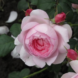 Сцептерд Айл Scepter'd Isle