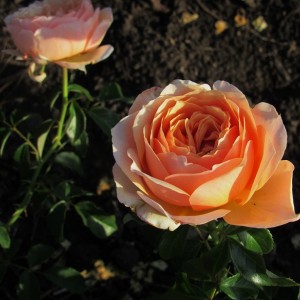 Шерлок Холмс Sherlock Holmes