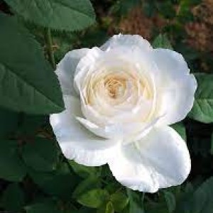 Shilabe(Шілабі)