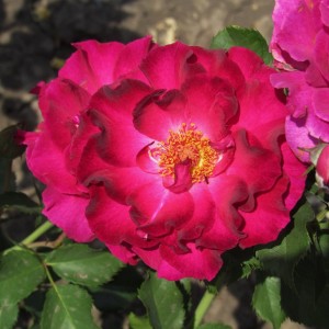 Somme 2016(Соме 2016)