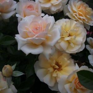 Telethon(Телефон)