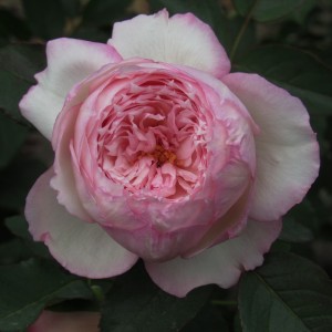 The Mill on the Floss(Зе Мілл он зе Флосс)