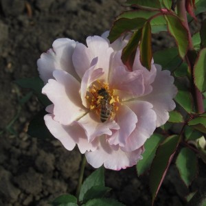 Couture Rose Tilia(Тілія)