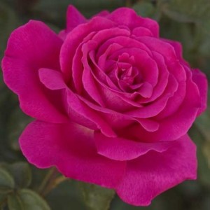 Velasquez (Веласкес)