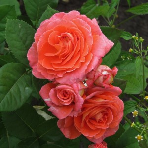 Vivienne Westwood (Вів'єн Вествуд)