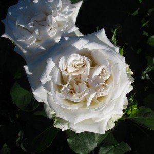 White O'Hara (Вайт Охара)