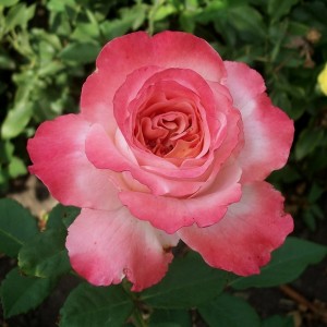 Августа Луїза Augusta Luise