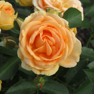 Perfect Pet(Перфект Пет)