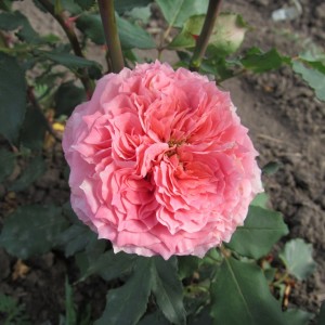 Corona(Корона)