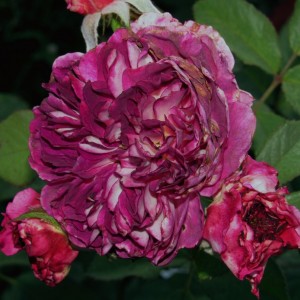 Our Special Girl (Ауе  Спешіал Герл)