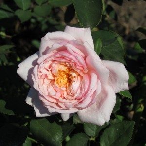 L'Oiseau Chanteur(Луазо Шантур)