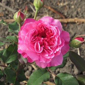 Gabriel Oak(Габріель Оук)