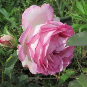 Лієн Роуз (Lien Rose)