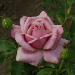 Simply Gorgeous(Сімплі Джоржеус)